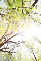 Background from the tops of trees against the blue sky.