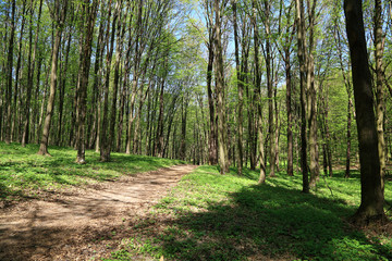 Path in spring green forest.