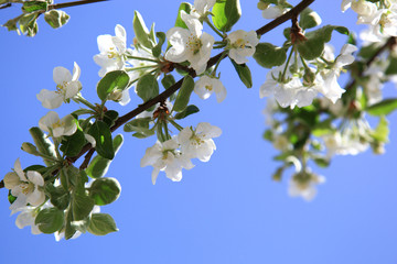 Blossoming apple tree.