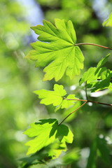 Green leaves on a sunny day as a backdrop.