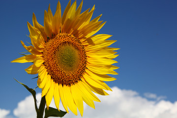 Sunflower against the blue sky.