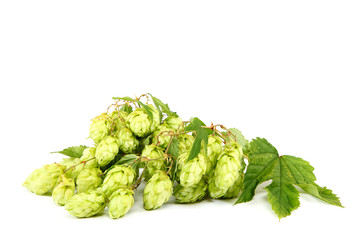Branch of fresh hops on white background.