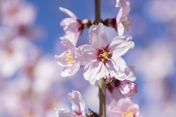 Fototapeta na wymiar Blooming tree at winter, fresh white flowers on the branch of almond tree, plant blossom blurred background, seasonal nature beauty, dreamy soft focus picture