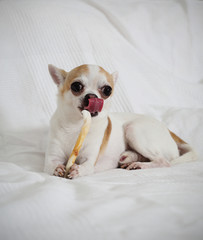 chihuahua wiith snack on the white bed