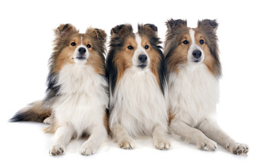 shetland dogs