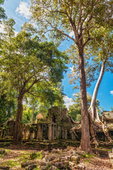 Fototapeta na wymiar Las w dżungli Angkor Wat Obszaru