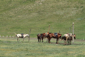 Mongolische Pferde