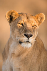 Morning light on female lion in Serengeti , Tanzania