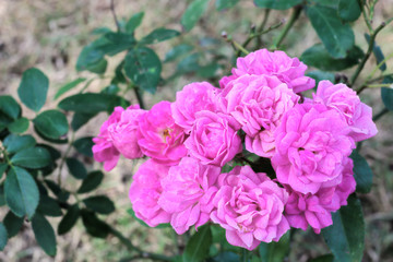 Obraz premium Rose flowers bunch, pink color