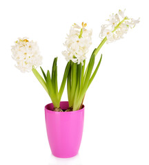 Hyacinth in pot isolated on white