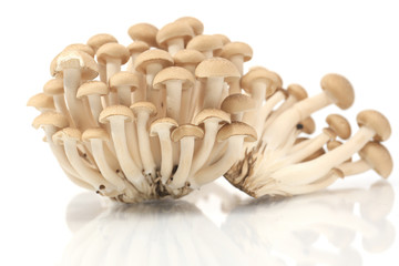 Brown beech mushrooms, Shimeji mushroom, Edible mushroom