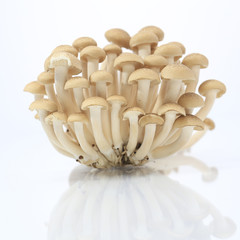 Brown beech mushrooms, Shimeji mushroom, Edible mushroom