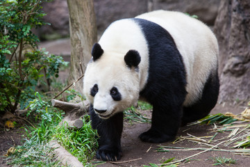 Naklejka premium Walking Panda
