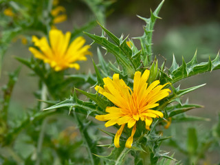 Scolymus hispanicus