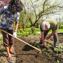 Das Gemüsebeet pflegen