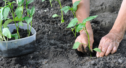 senior woman planting a pepper seedling