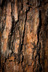 Bark Tree texture in nature