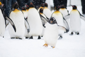 Obraz premium ペンギン