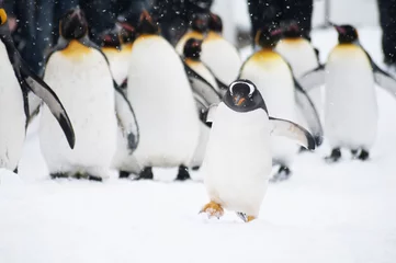 Muurstickers pinguïn © koume129
