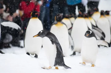 Crédence de cuisine en verre imprimé Pingouin ペンギン