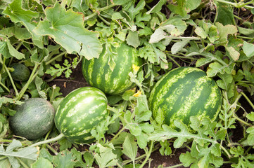 Watermelon and Melon
