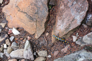 Salamander on the stone in forest