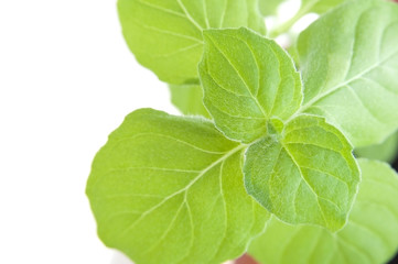 Mint in pot close up