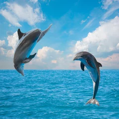 Keuken foto achterwand Dolfijn twee springende dolfijnen