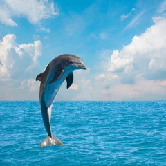 Papier Peint photo Lavable Dauphin un dauphins sautant