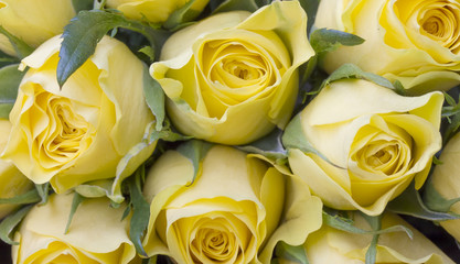 Close up image of beautiful bouquet of yellow roses