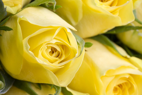 Close up image of beautiful yellow roses
