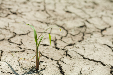 plant on dust