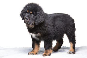 little security guard - black and white puppy of Tibetan mastiff