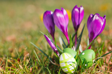 easter eggs  and crocuses outdoor
