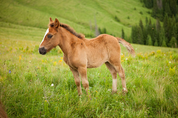 Naklejka na ściany i meble Foal on greent meadow in mountains