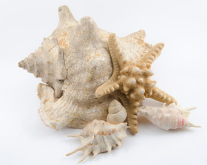 Seashells on White Background