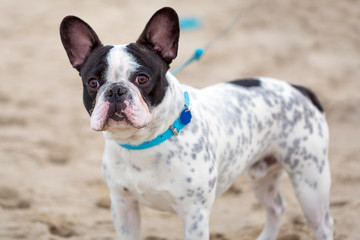 French bulldog on the beach