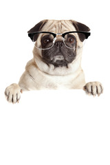 Pug Dog  with blank billboard. Dog above banner or sign. Pug dog