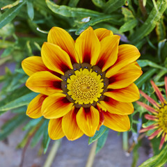 orange gazania flower closeup