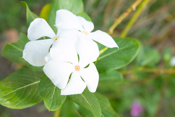 Obraz premium White vinca flowers in the garden