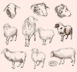 sheep breeding
