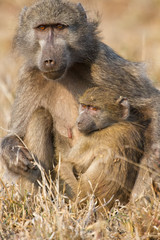 Baboon family play to strengthen bonds and having fun nature