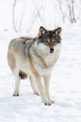 One Wolf standing in the snow