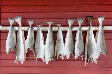 Stockfish drying