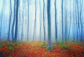 Papier Peint photo Lavable Automne Autumn fairytale forest