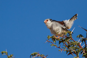 Pigmy falcon sit in thorn tree with bright blue sky beautiful bi