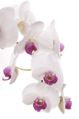 ORCHID, ORCHIS - flowers