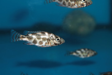 Fototapeta premium Livingston's Cichlid (Nimbochromis livingstonii) aquarium fish