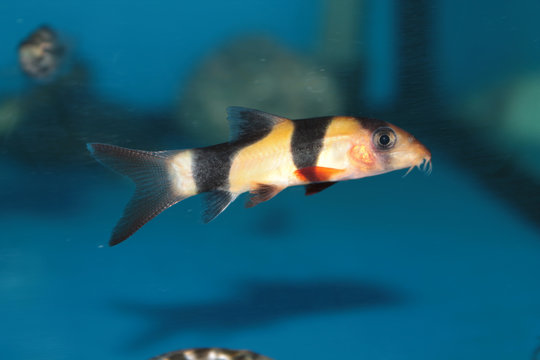 Clown loach (Botia macracantha) freshwater aquarium fish