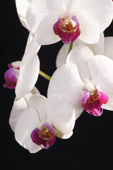 Naklejka na ściany i meble ORCHID, ORCHIS - flowers